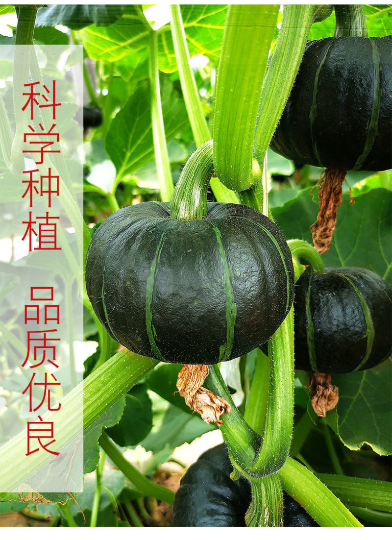 板栗南瓜现摘现发包邮新鲜栗子老南瓜粉糯甜沙漠板栗味