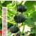 板栗南瓜现摘现发包邮新鲜栗子老南瓜粉糯甜沙漠板栗味