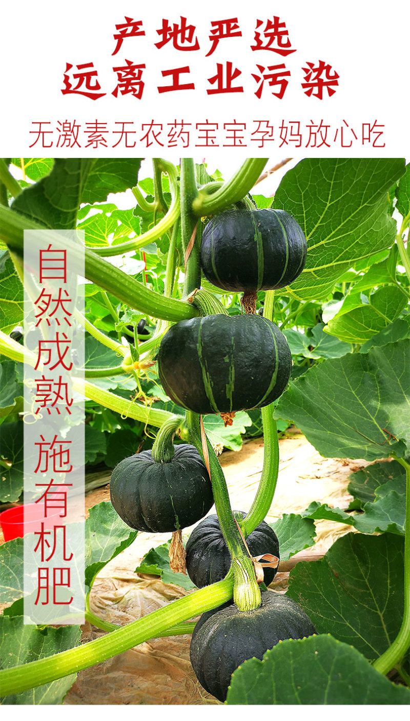 板栗南瓜现摘现发包邮新鲜栗子老南瓜粉糯甜沙漠板栗味