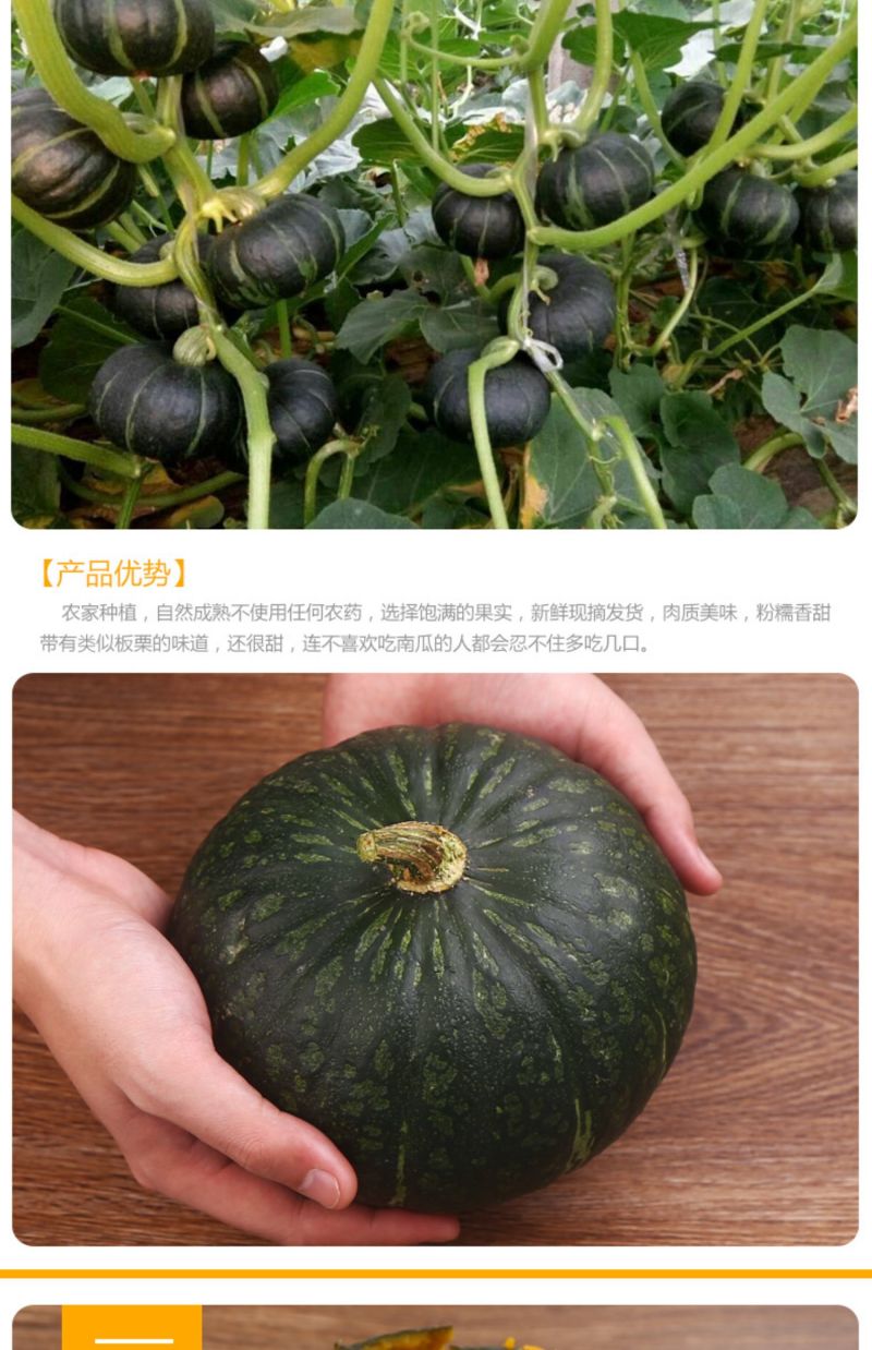 现摘现发板栗南瓜新鲜老南瓜粉糯香甜板栗味货源充足量大从优