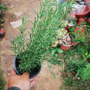 精品迷迭香基地直销