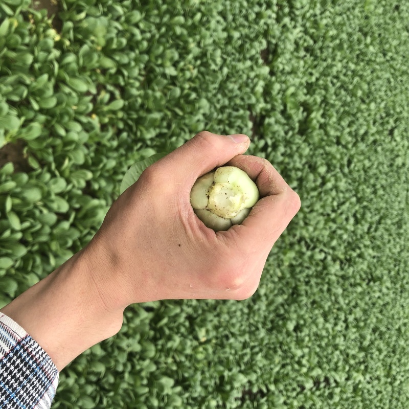 【热卖】小油菜上海青全国各地发货质量保证支持产地看货