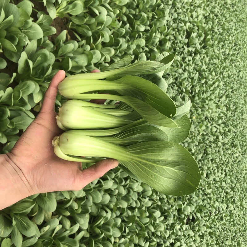 【热卖】小油菜上海青全国各地发货质量保证支持产地看货