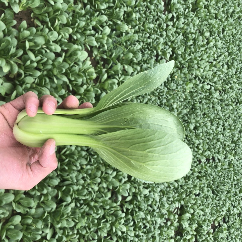 【热卖】小油菜上海青全国各地发货质量保证支持产地看货