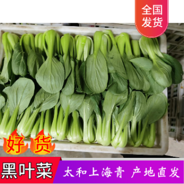 【优选】上海青小油菜支持全国发货支持商超对接可开发票