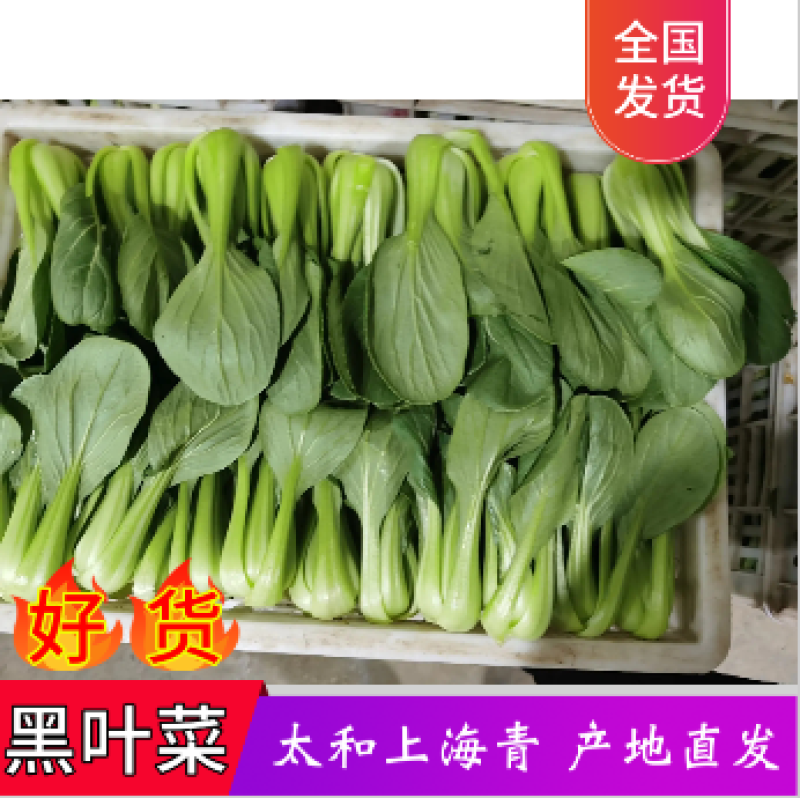 【优选】上海青小油菜支持全国发货支持商超对接可开发票
