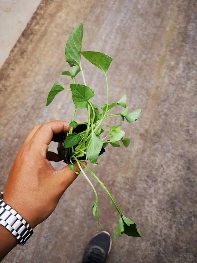 紫花地丁