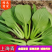 【热卖】油菜上海青小青菜质量保证可产地看货常年有货