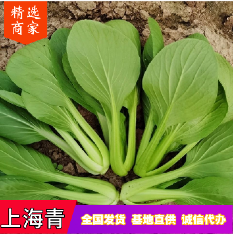 【热卖】油菜上海青小青菜质量保证可产地看货常年有货
