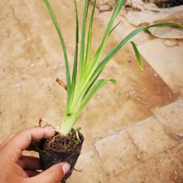 大花萱草