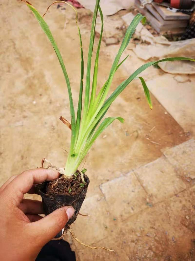 大花萱草