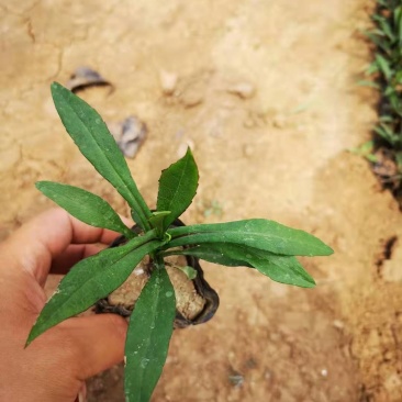 精品紫菀质量好价格便宜大量供应