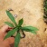 精品紫菀质量好价格便宜大量供应