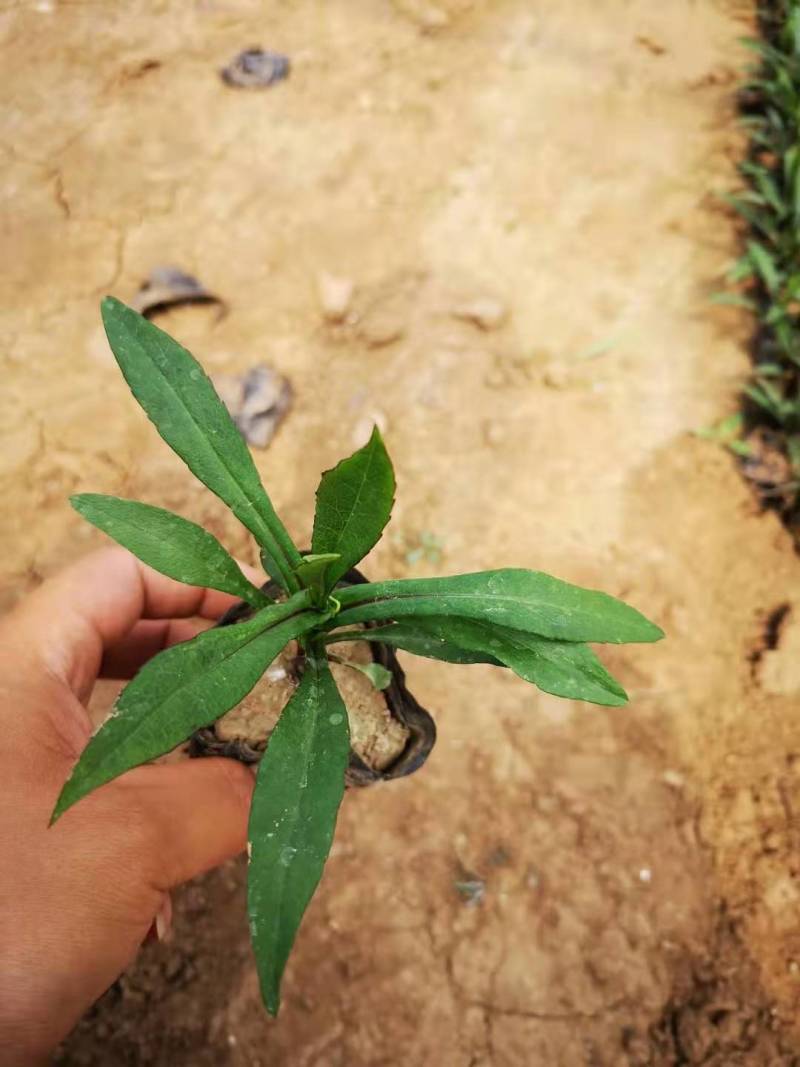 精品紫菀质量好价格便宜大量供应
