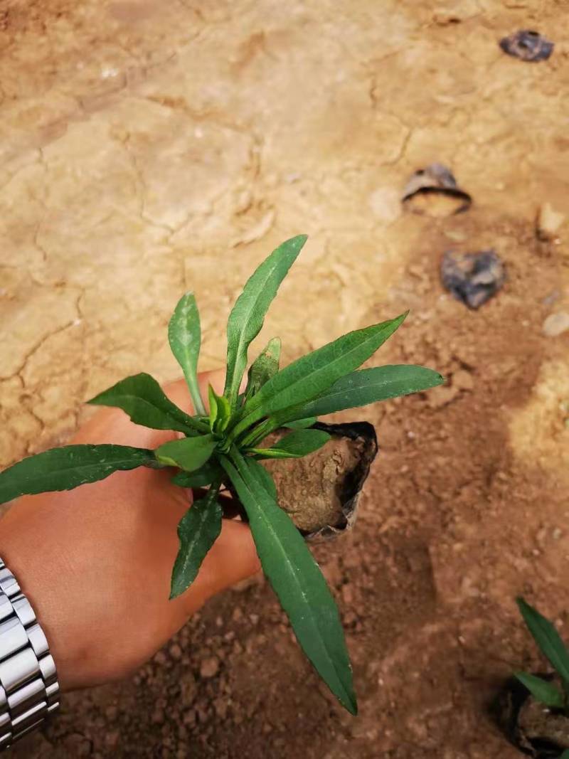 精品紫菀质量好价格便宜大量供应