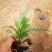 精品紫菀质量好价格便宜大量供应