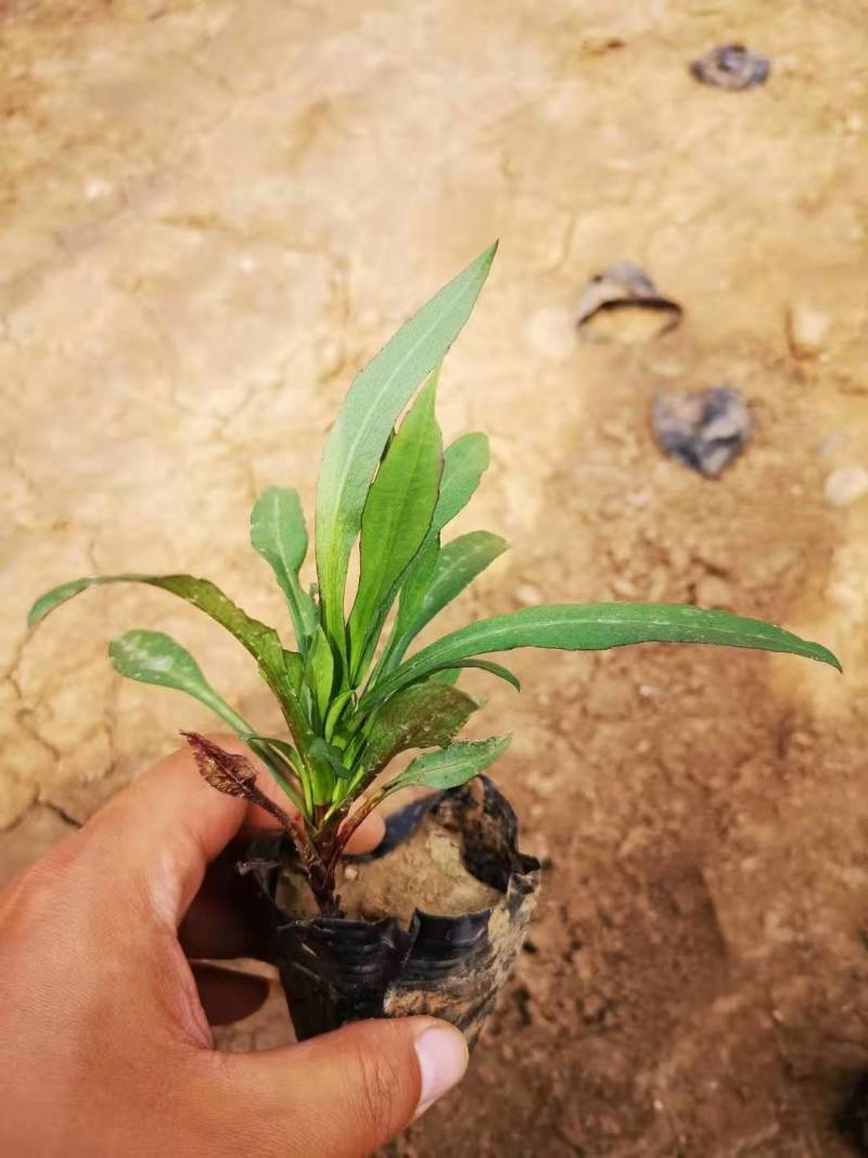 精品紫菀质量好价格便宜大量供应