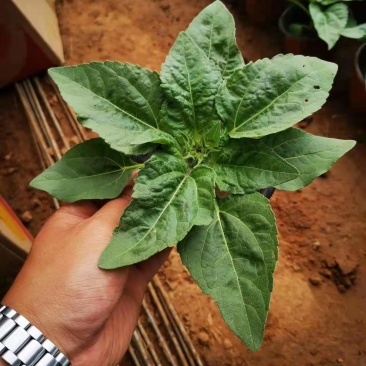 单芽双色盆精品向日葵太阳花质优价廉基地直供