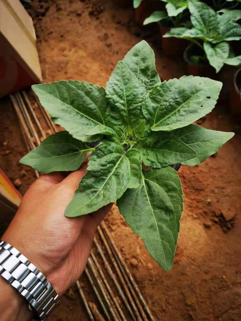 单芽双色盆精品向日葵太阳花质优价廉基地直供