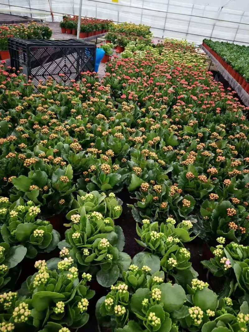 优质长寿花自家基地价格低质量好