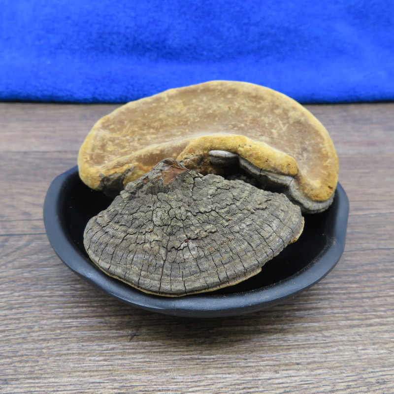 桑黄500包邮桑树桑黄茶孔菌灵芝金边整朵西藏