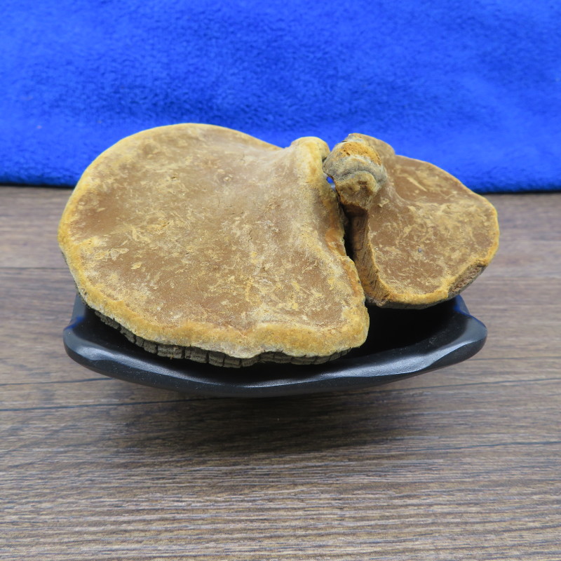 桑黄500包邮桑树桑黄茶孔菌灵芝金边整朵西藏
