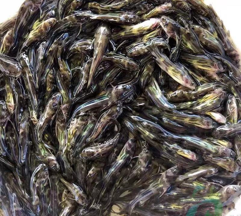 【黄骨鱼苗】湖南黄骨鱼苗（又名黄桑）常年供货包成活