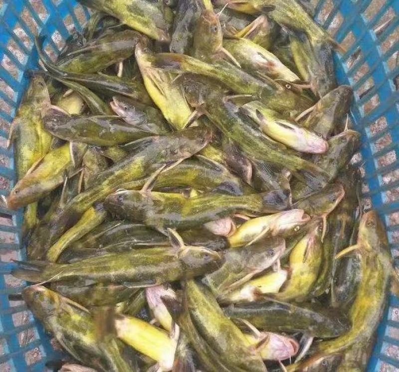 【黄骨鱼苗】湖南黄骨鱼苗（又名黄桑）常年供货包成活