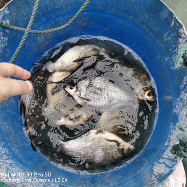四川广安基地直供鲜活加州鲈鱼9两起秤，跑道鱼。