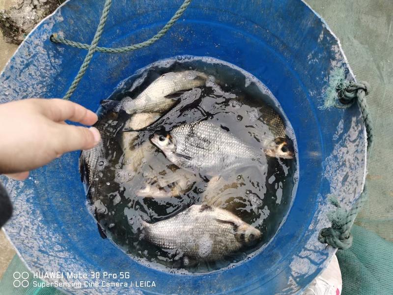 四川广安基地直供鲜活加州鲈鱼9两起秤，跑道鱼。
