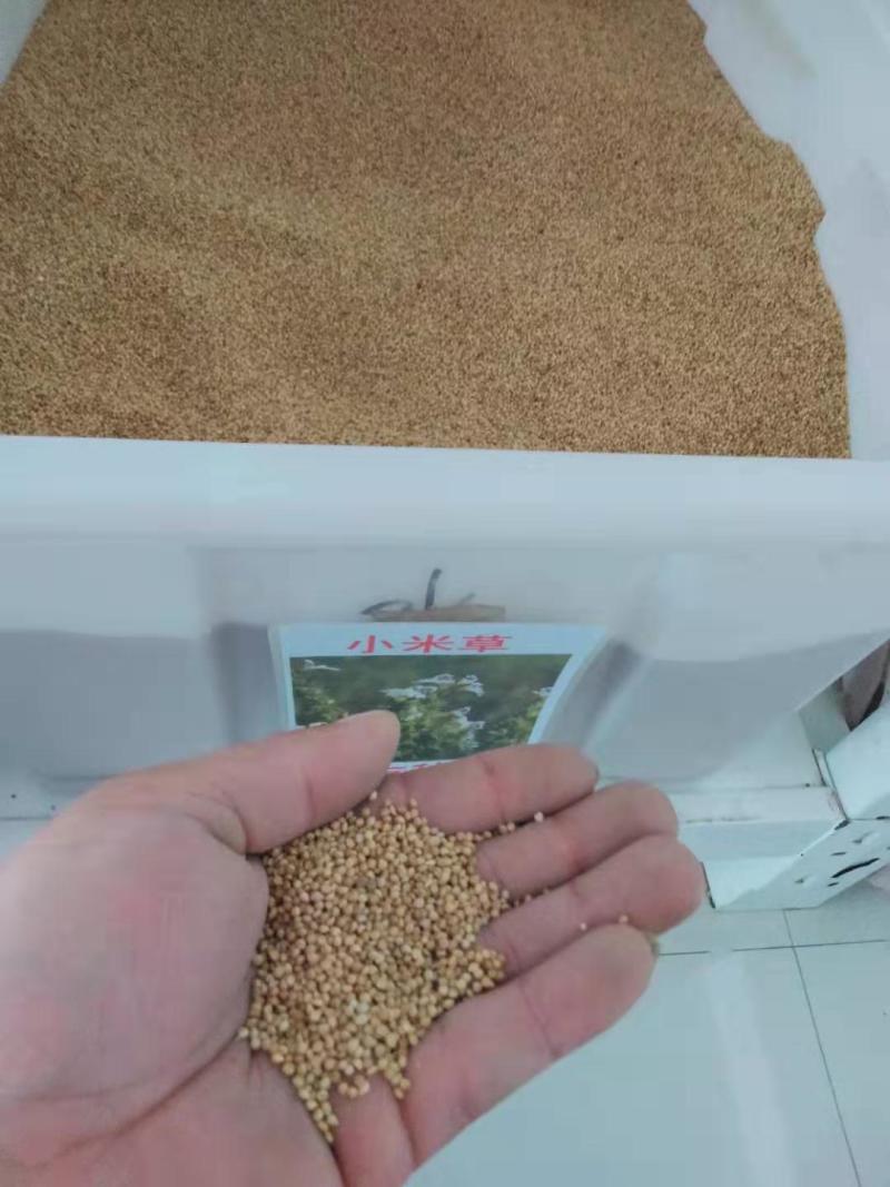 小米草种子牧草种子雀叶稗草高产水草鱼虾蟹牧草耐水