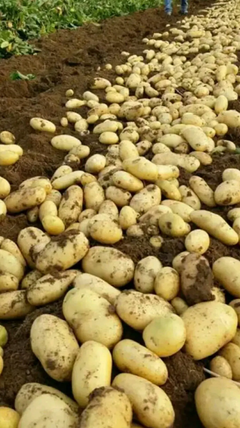 山东荷兰十五土豆/无青头/无虫眼/保质保量，可以视频看货