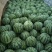 【推荐】河南西瓜8424西瓜大量上市中实报实价