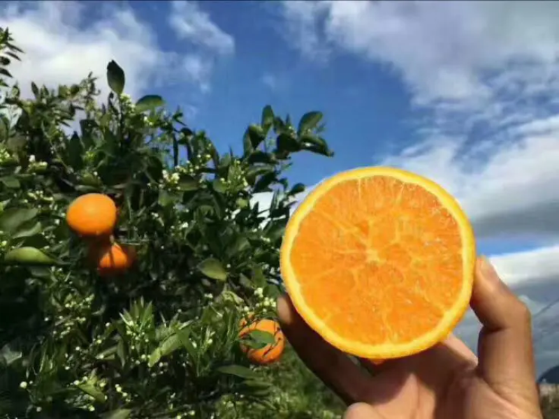 湖北夏橙，优质夏橙、应季新鲜水果、皮薄、产地直销