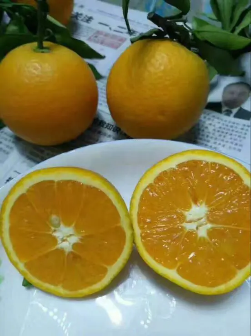 湖北夏橙，优质夏橙、应季新鲜水果、皮薄、产地直销