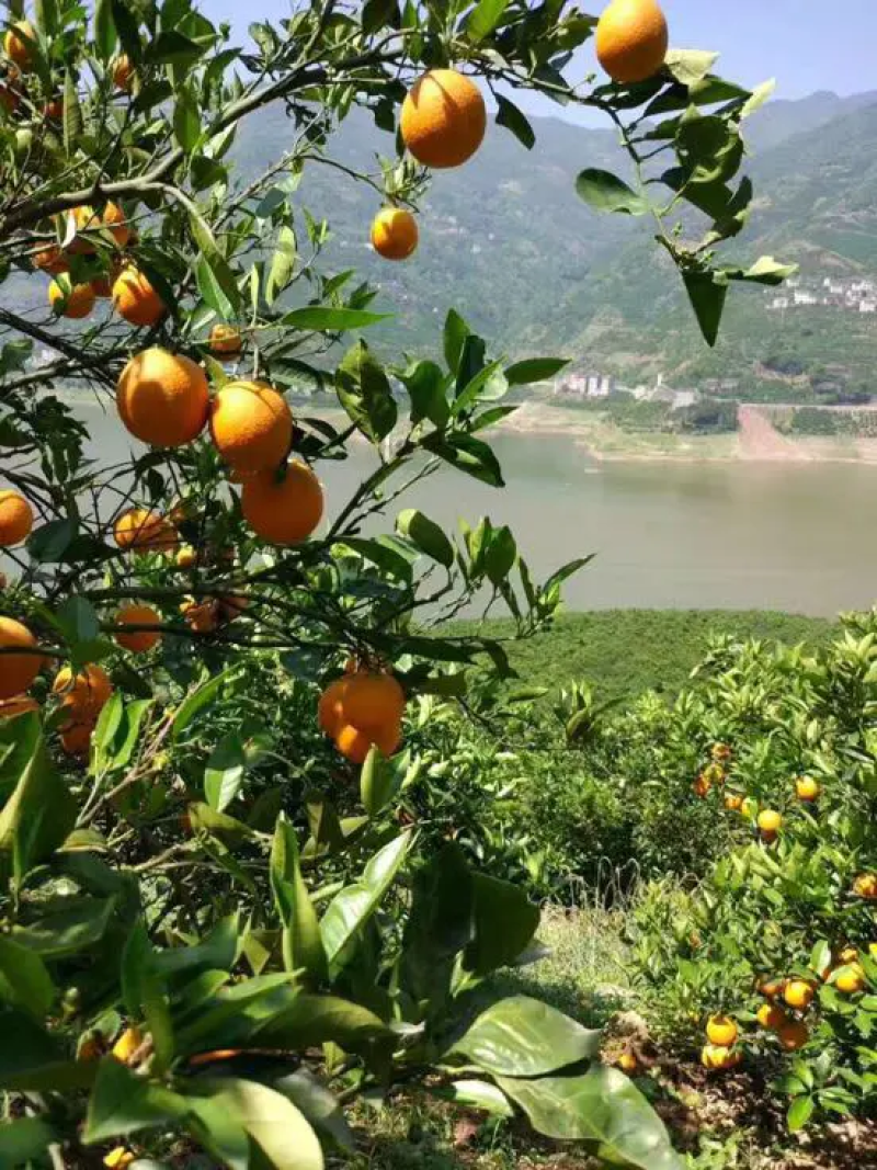 湖北夏橙，优质夏橙、应季新鲜水果、皮薄、产地直销
