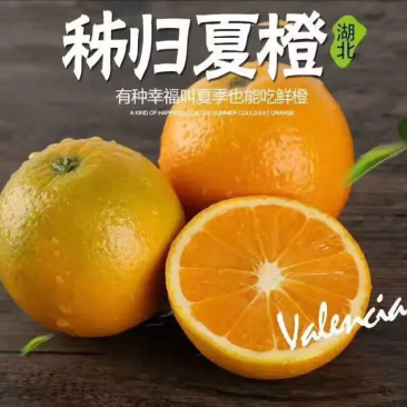 湖北夏橙，优质夏橙、应季新鲜水果、皮薄、产地直销