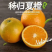 湖北夏橙，优质夏橙、应季新鲜水果、皮薄、产地直销