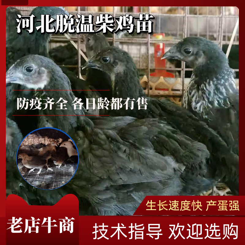 河北柴鸡苗各日龄的脱温鸡疫苗齐全回收成年鸡老鸡