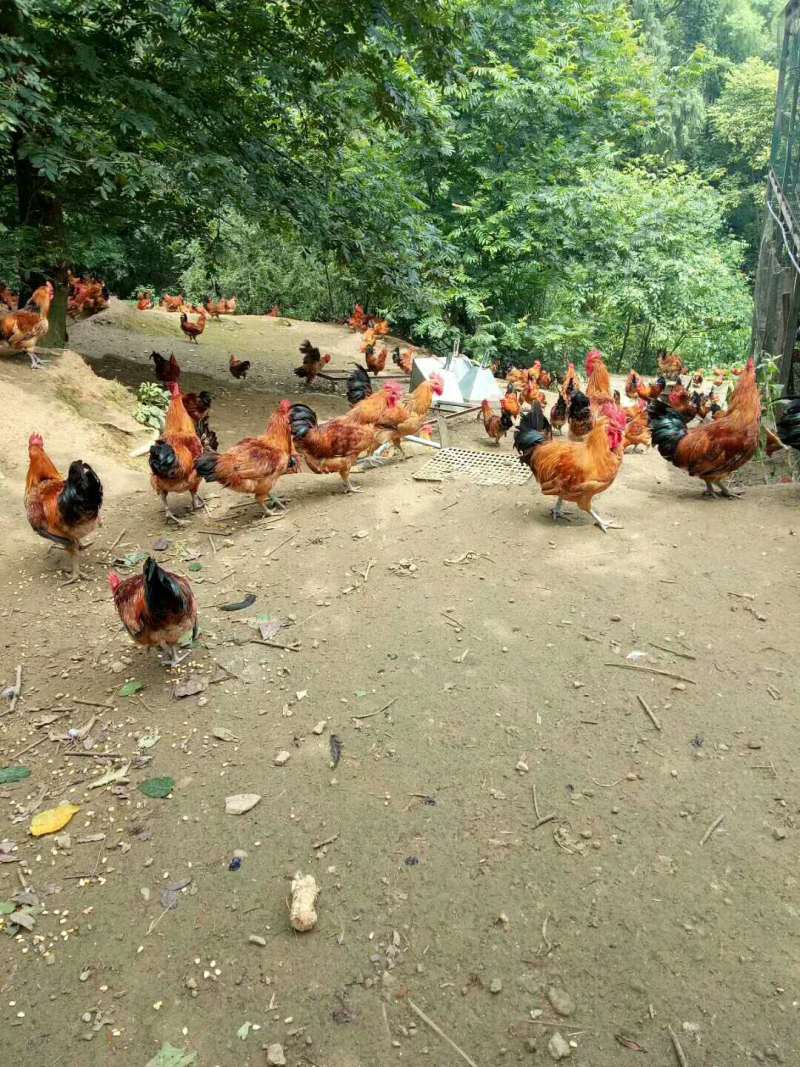重庆本地跑山鸡苗供应找成活率高的鸡苗厂家