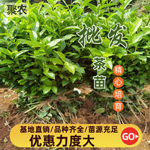 龙井43乌牛早中茶108安吉白茶等品种多茶树苗
