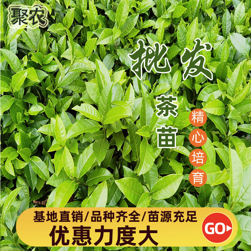龙井43乌牛早中茶108安吉白茶等品种多茶树苗