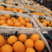 伦晚脐橙产地直销，量大从优，全国发货，咨询优惠