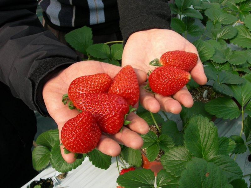 夏季草莓支持一件代发量大优惠可以视频看货