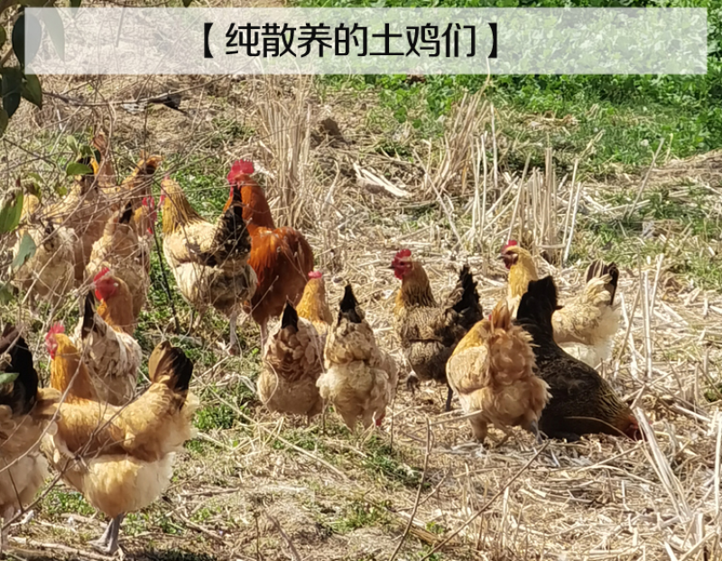 农家散养土鸡蛋60枚装新鲜农村正宗土鸡蛋生草鸡蛋月子蛋包