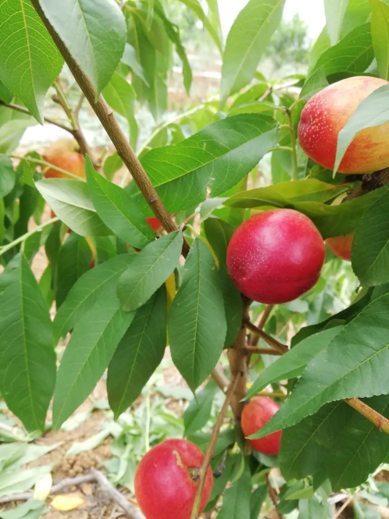 【黄油桃】湖北精品黄油桃大量上市现摘现发新鲜脆甜欢迎采购