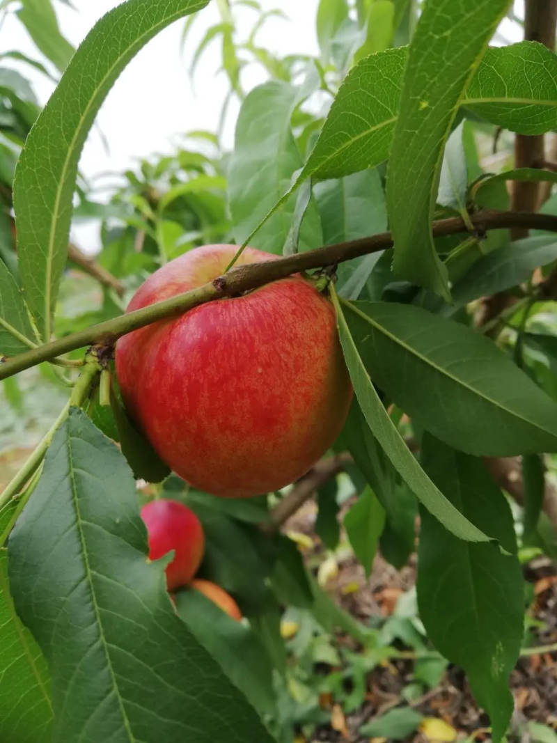 【黄油桃】湖北精品黄油桃大量上市现摘现发新鲜脆甜欢迎采购