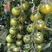 种植基地采摘园红黄粉绿紫黑花超甜樱桃番茄种苗常年供应