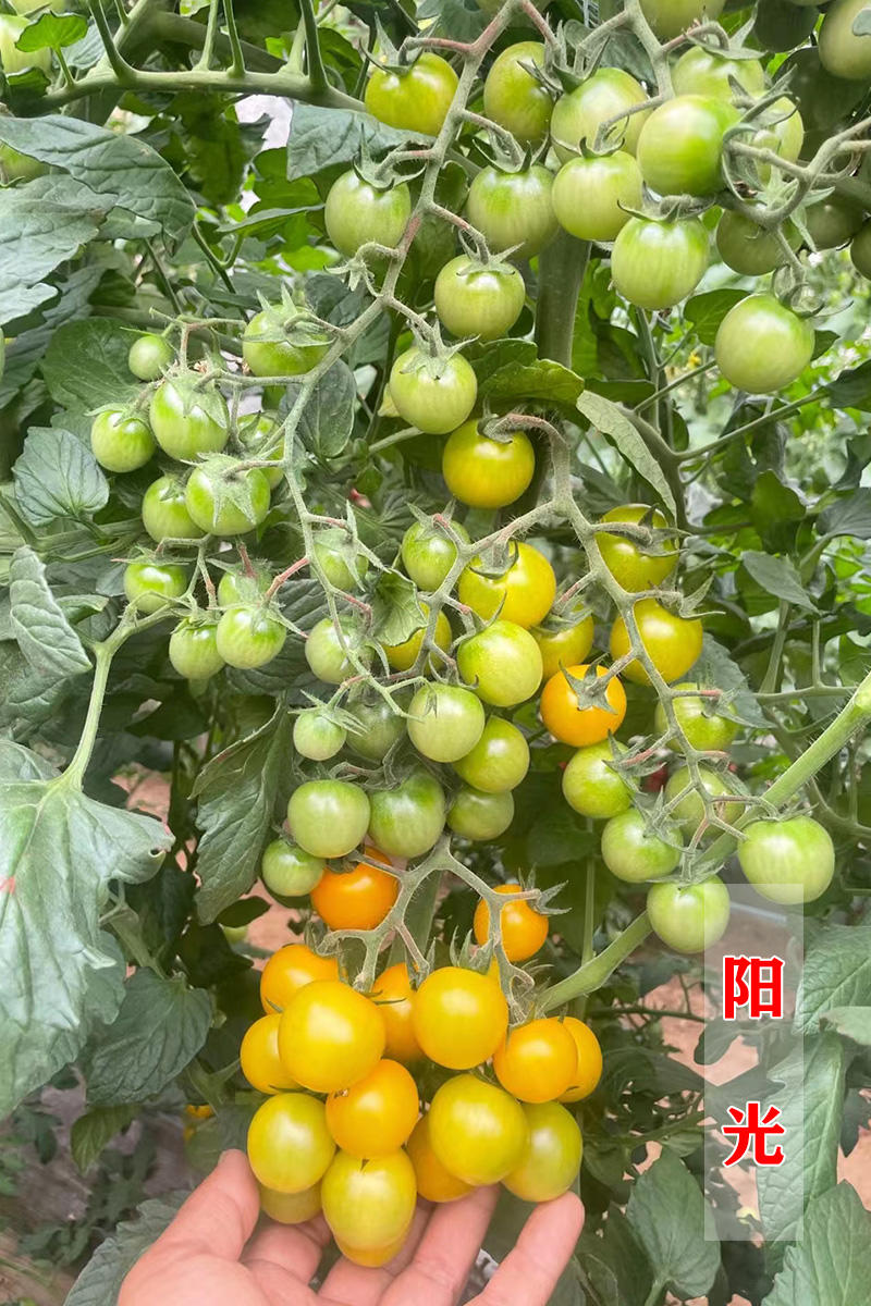 种植基地采摘园红黄粉绿紫黑花超甜樱桃番茄种苗常年供应