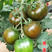 特色大番茄苗子牛排鹅肝黑美人大黄西红柿苗子常年供应